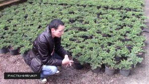 Можжевельник горизонтальный Вилтони / Можжевельник посадка и уход / хвойные растения