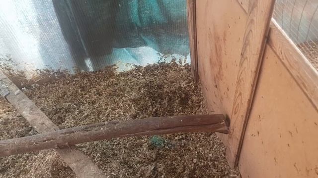 Индюшки формируют гнездо!Значит наседкам быть!Как отличить первые яйца молодок от последующих? смотреть онлайн