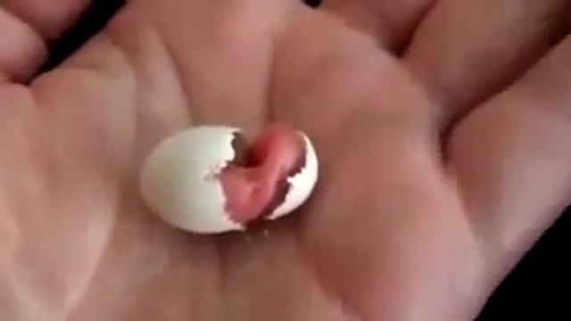 Как рождаются попугайчики