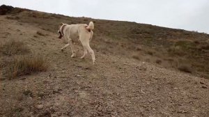 в горах прогулка вдоль и поперек Туркменский Волкодав Turkmen alabay Central Asian Dog Alabai