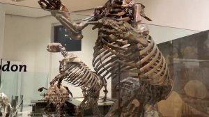 Американский музей естественной истории/American Museum of Natural History