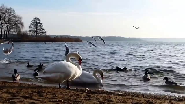 у Колесниковых много "покрывалов" и листьев// Обзор видео