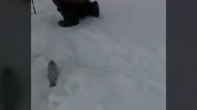 Рыбалка форели в кокино смотреть онлайн