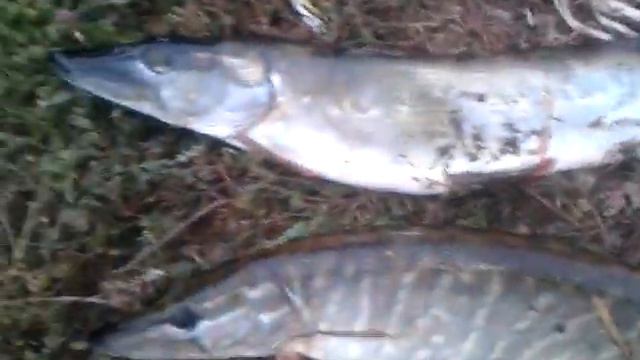 река воробжа смотреть онлайн