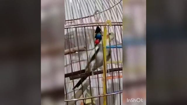 Попугай корелла поет песни (чирикает) ?