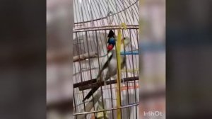 Попугай корелла поет песни (чирикает) ?