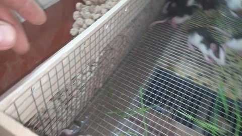 Клетка для грызунов.