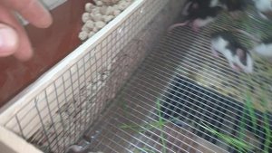 Клетка для грызунов.