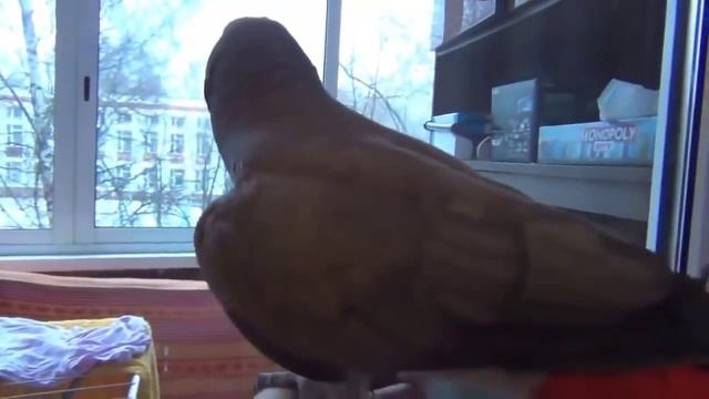 Смешное видео про говорящего попугая смотреть онлайн