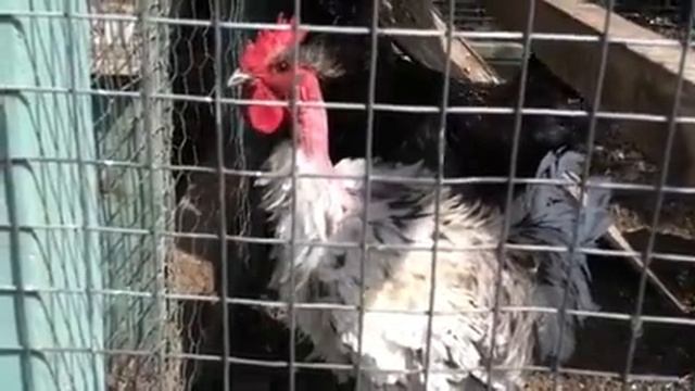 newyear.MOV смотреть онлайн