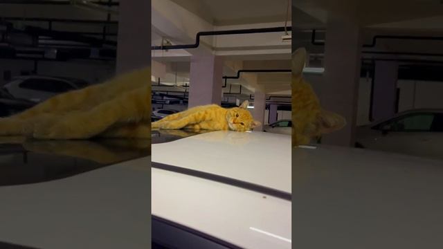 кот на парковке