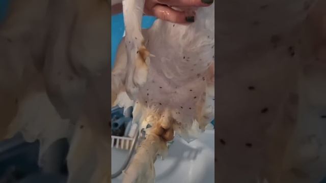 Спасение Белого Кота. Удивительные истории из жизни животных #спасениекотика