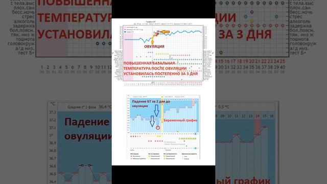 ?️Базальная Температура в 1-й фазе цикла (?норма для планирующих ?беременность!) #Shorts