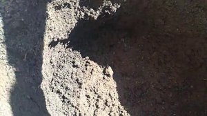 Обрезка побегов и корней роз перед посадкой.