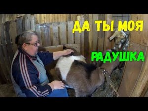 Как доить козу правильно. Безопасный метод доения коз