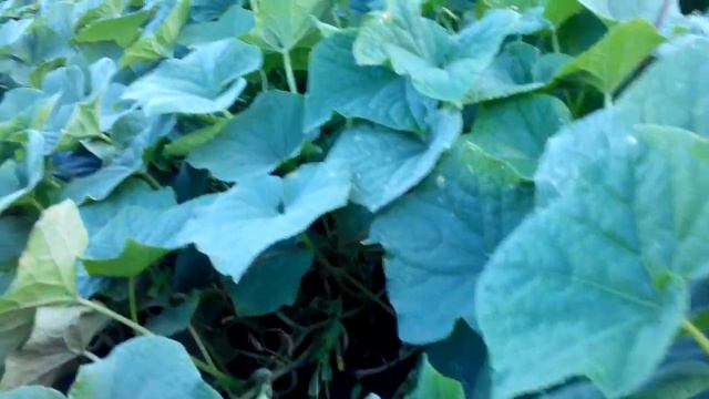 Наши огурчикиЛютояр в открытом грунте. смотреть онлайн