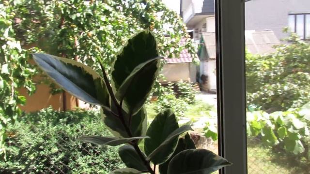 Если фикус не хочет расти, сделайте так! Следы трипсов на фикусе. смотреть онлайн