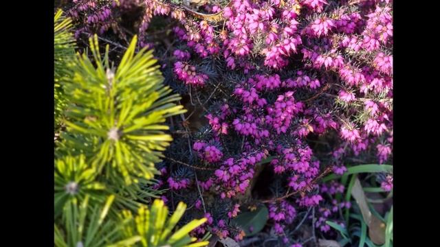 Лютий, цвіте еріка. Найневибагливіша, вічнозелена і квітуча майже цілий рік, рослина. смотреть онлайн