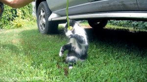 Отдаем котят в добрые руки