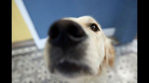 Собака Нюхает на Протяжении 10 ЧАСОВ