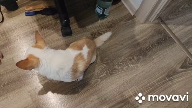 Чихуа Хуа. Сушим шерсть после купания. смотреть онлайн