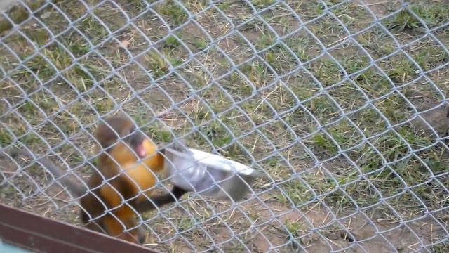 2012-08-19 - Экзотик парк - SAM 1901st смотреть онлайн