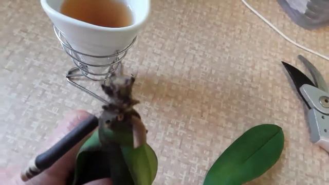 The phalaenopsis I won't give up on may have fusarium смотреть онлайн