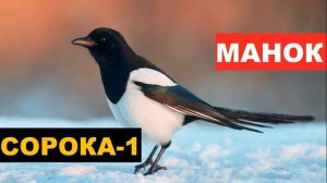 ?ГОЛОС (МАНОК) СОРОКА 1