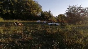 Переехали из города в станицу  Как теперь начинается наше утро.