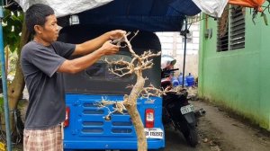 bougainvillea bonsai [ chilli red ] cutback. defoliating . tutorial.