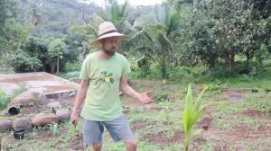 Let's Plant Ginger - HEY LOOK AT THAT TREE IT'S SO BIG NOW!