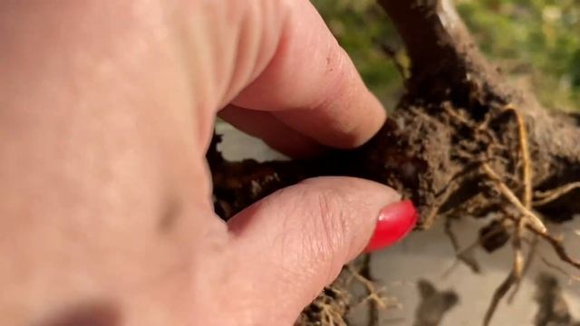 РОЗЫ?. «КАЛЛЮСЫ» БЫВАЮТ РАЗНЫЕ ?☹️… КАК УСПОКОИТЬ ПСИХОЗ?? смотреть онлайн