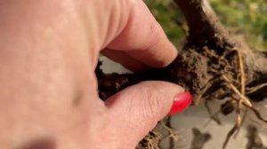 РОЗЫ?. «КАЛЛЮСЫ» БЫВАЮТ РАЗНЫЕ ?☹️… КАК УСПОКОИТЬ ПСИХОЗ??