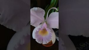 цветение C. trianae var. Concolor x sibЧин Хуа