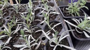 Лаванда. Размножение зимой черенками 100% укоренение.
