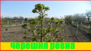 Черешня средний Ревна || cerasus avium revna