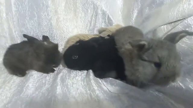 Декоративные кролики на выбор смотреть онлайн