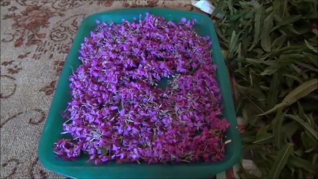 Иван-чай ,Весь процесс заготовки от А до Я в домашних условиях