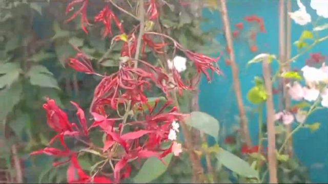 Bougainvillea plant /Online Sale /Bougainvillea plant Nursery /Wholesale Bougainvillea смотреть онлайн