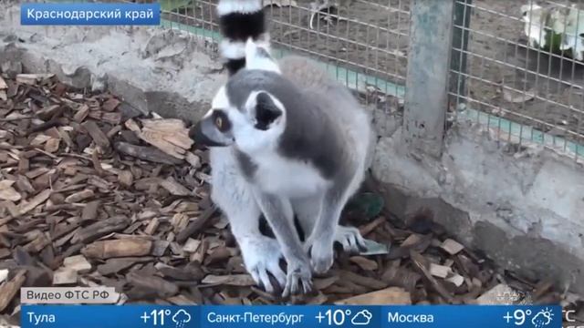 13.10.2021. «Первый канал». Таможенники предотвратили контрабанду в Китай 19 экзотических животных