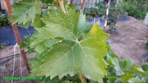 Виноград сорт Монарх