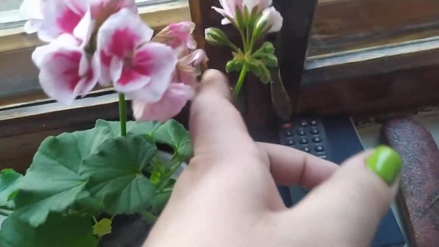 ПЕЛАРГОНИЯ. Обзор моих новинок.