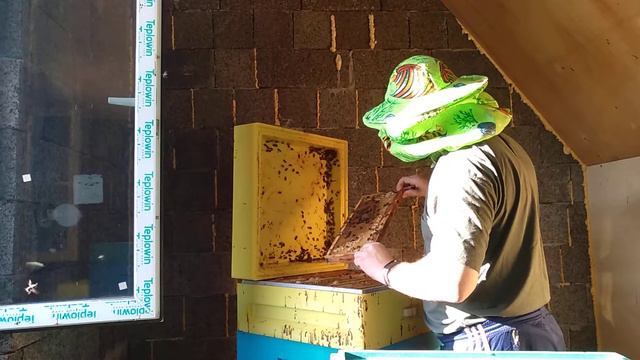 Пасека в доме смотреть онлайн