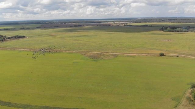 квадрокоптер охота на птиц Ступино смотреть онлайн