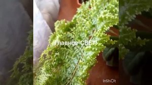 Папоротник кучерявый