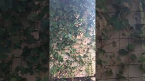 Неукрывной Виноград Амурский прорыв на Урале в Екатеринбурге