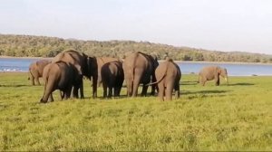 Minneriya national park sri lanka