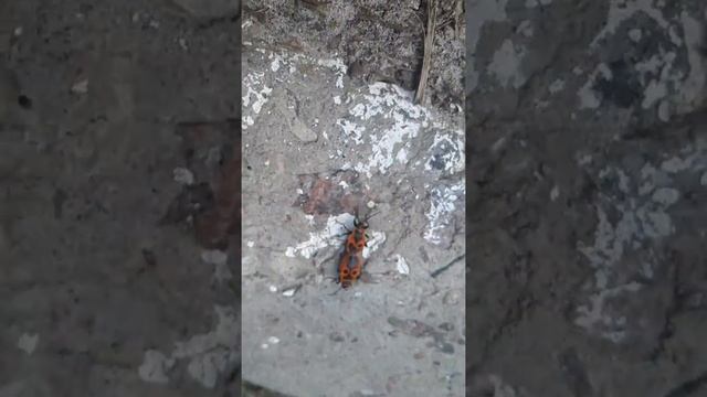 Жуки солдатики №1 смотреть онлайн