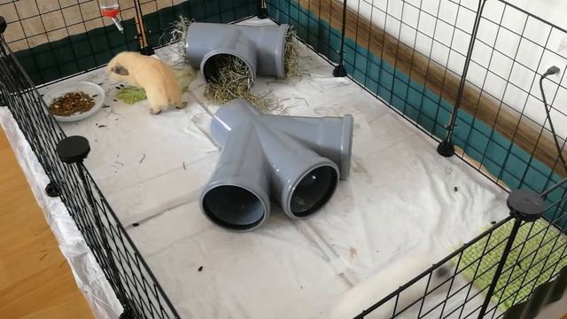 морские свинки попкорн смотреть онлайн