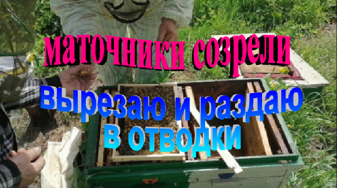 Маточники созрели. Вырезаю и раздаю в отводки смотреть онлайн